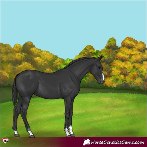 Horse Color:Black Appaloosa 