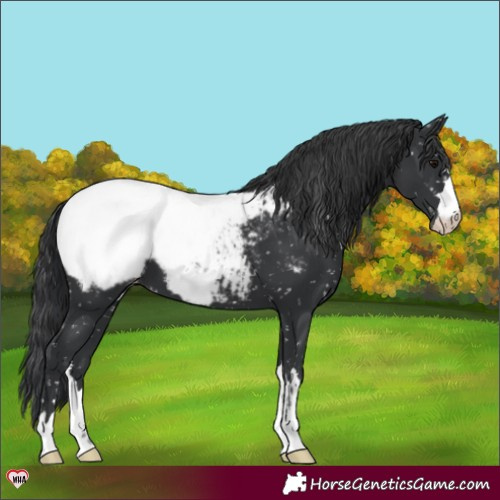 Horse Color:Black Appaloosa 