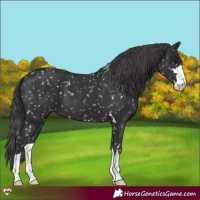 Horse Color:Black Appaloosa 