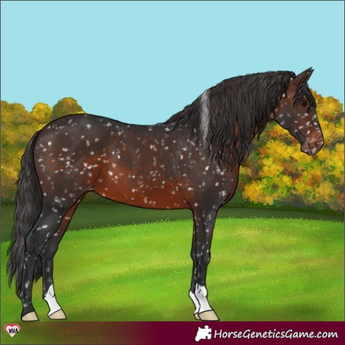 Horse Color:Brown Appaloosa 