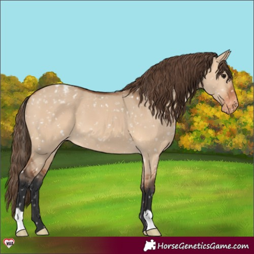 Horse Color:Bay Dun Appaloosa 