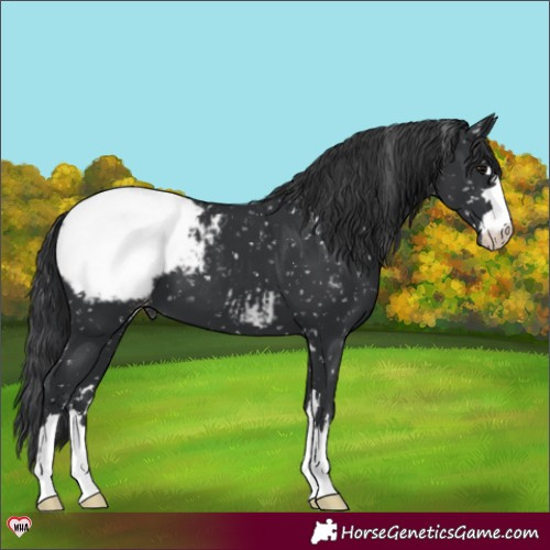 Horse Color:Black Appaloosa 