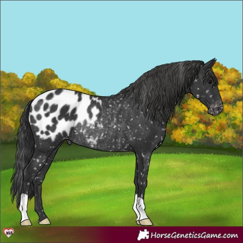 Horse Color:Black Appaloosa Rabicano 