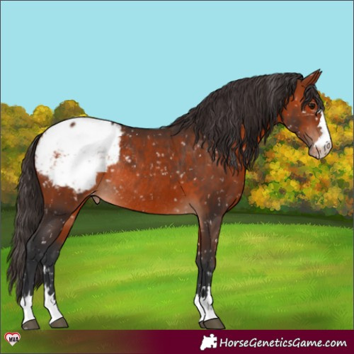 Horse Color:Bay Appaloosa Rabicano 