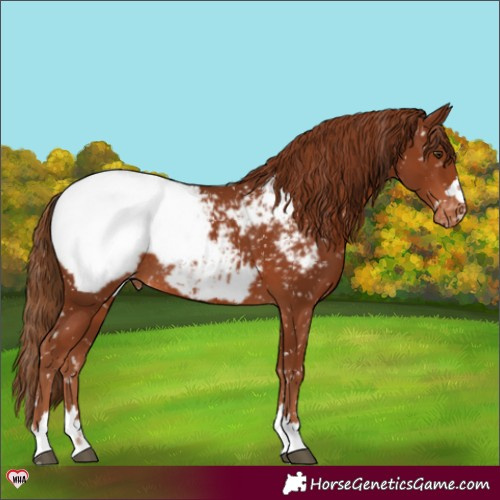 Horse Color:Chestnut Snowcap Rabicano 