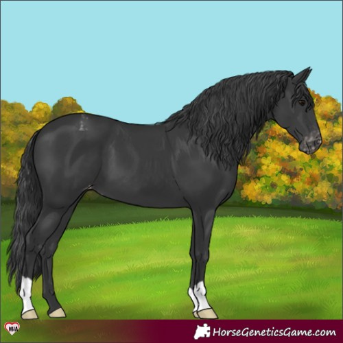 Horse Color:Black Appaloosa 