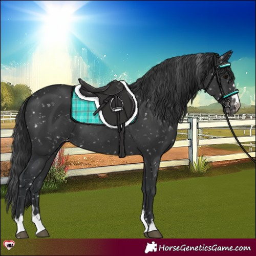Horse Color:Black Appaloosa 