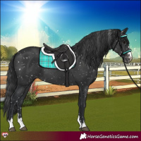 Horse Color:Black Appaloosa