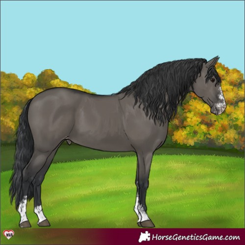 Horse Color:Grullo Sabino Varnish 