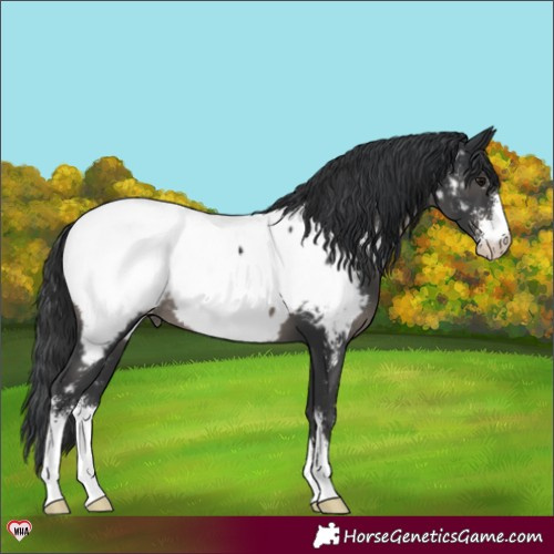 Horse Color:Black Sabino Near Fewspot 
