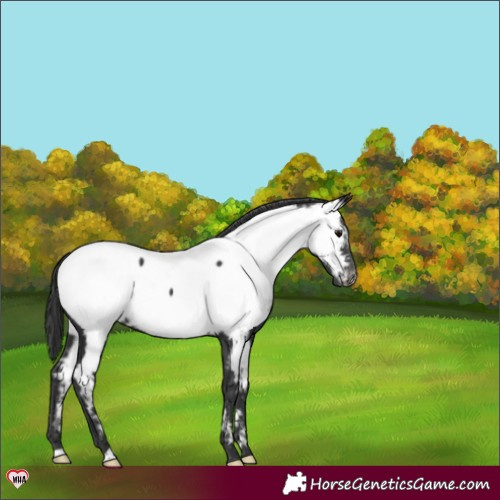 Horse Color:Black Appaloosa 