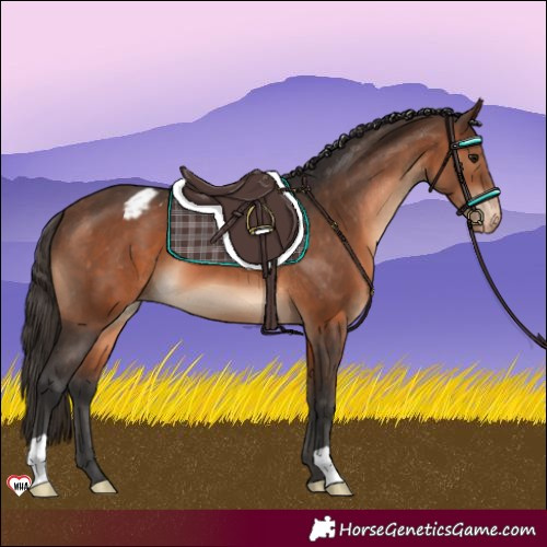 Horse Color:Brown Appaloosa 