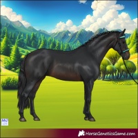Horse Color:Brown 