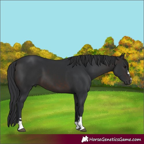 Horse Color:Brown 
