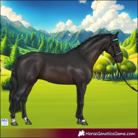 Horse Color:Brown 