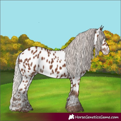 Horse Color:Silver Black Appaloosa 