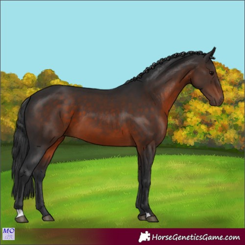 Horse Color:Brown 