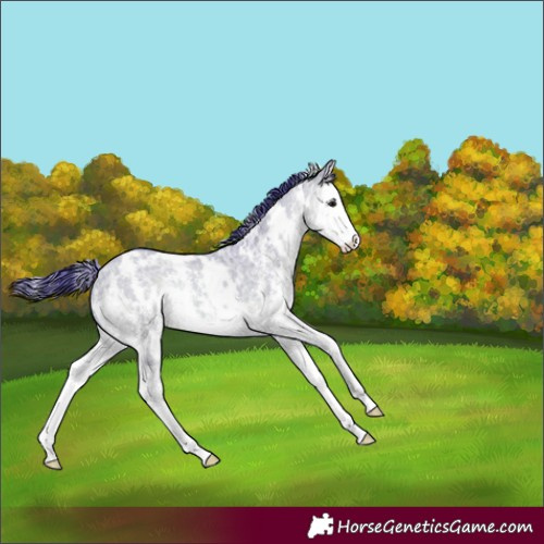 Horse Color:Watercolor White Spotted Bay Ice Dun Sabino Splash 