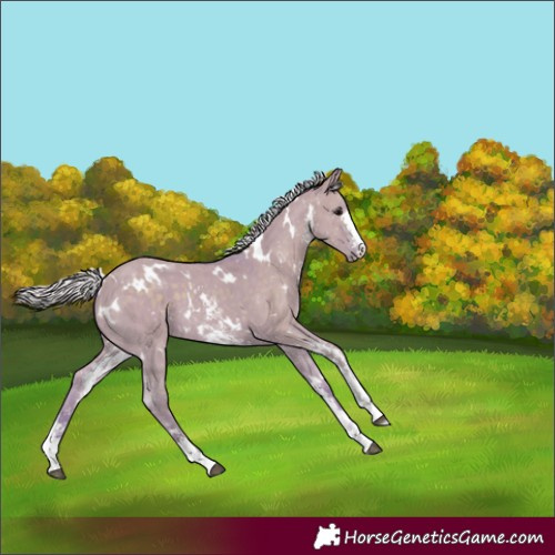 Horse Color:Watercolor White Spotted Silver Grullo Sabino 