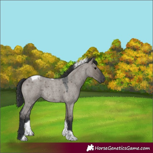 Horse Color:Platinum Grullo Roan Tobiano Rabicano 