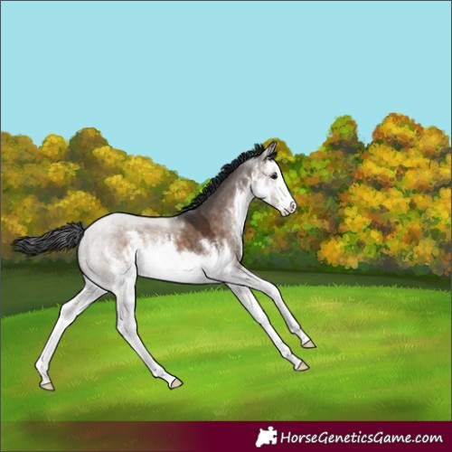 Horse Color:White Spotted Brown Dun 