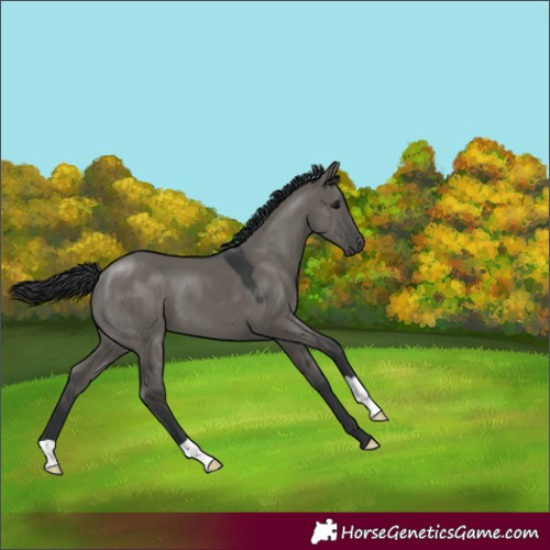 Horse Color:Grullo 