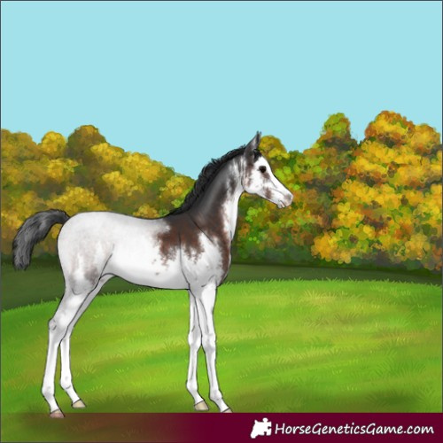Horse Color:White Spotted Brown 