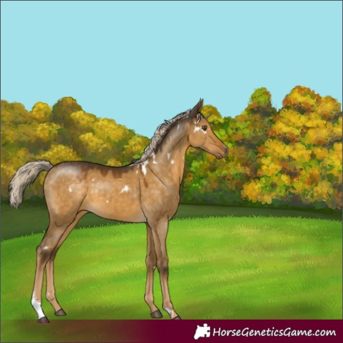 Horse Color:White Spotted Chocolate Palomino Dun Mushroom Sabino Rabicano 