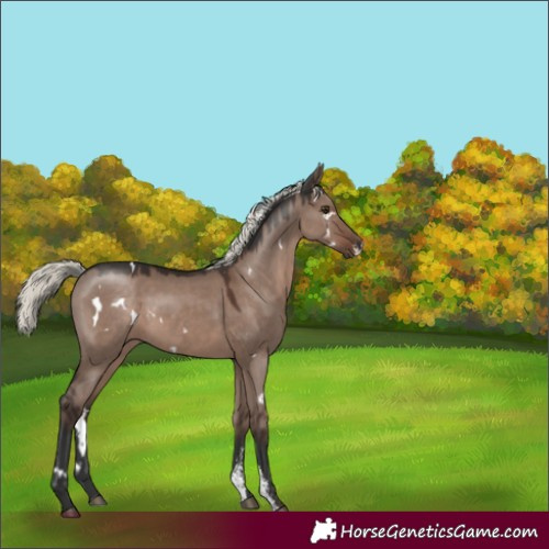 Horse Color:White Spotted Liver Red Dun Mushroom Sabino Rabicano 