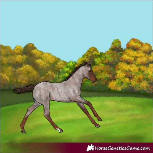 Horse Color:Gray Red Roan 
