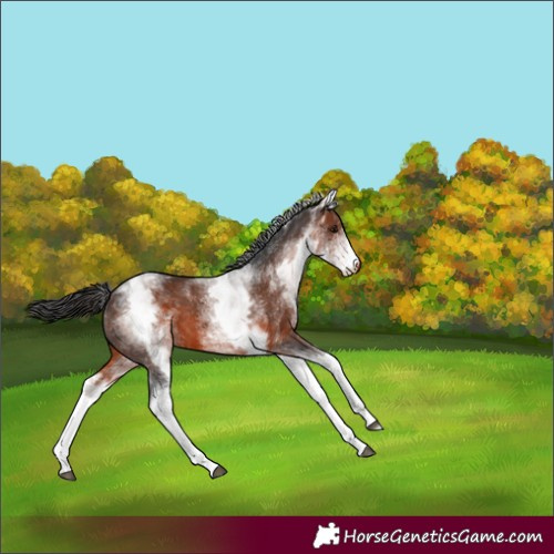 Horse Color:White Spotted Brown 