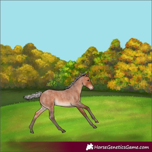 Horse Color:Silver Bay Roan 