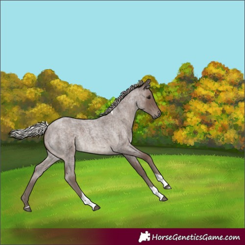 Horse Color:Silver Blue Roan Tobiano 