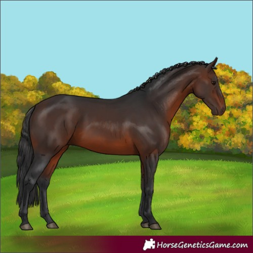 Horse Color:Brown 