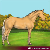 Horse Color:Palomino 
