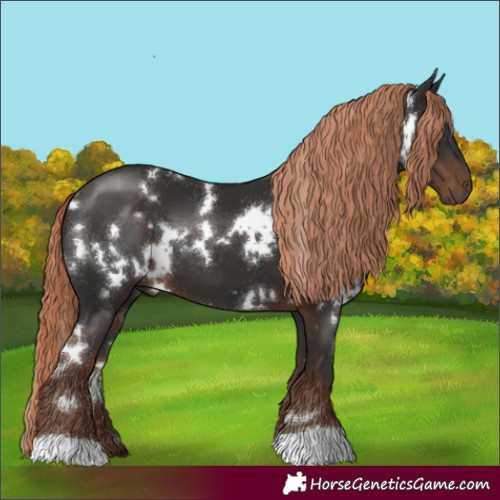 Horse Color:White Spotted Liver Chestnut