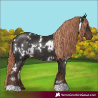 Horse Color:White Spotted Liver Chestnut