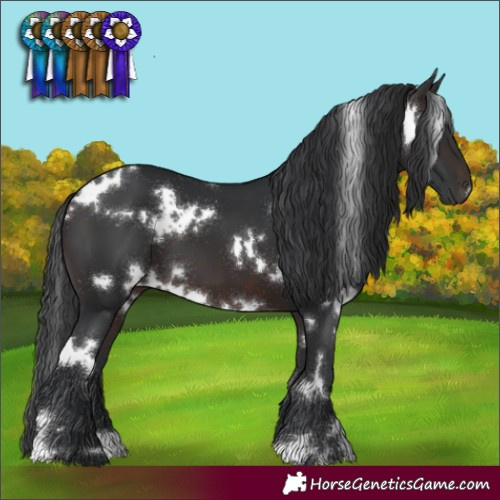 Horse Color:White Spotted Brown 