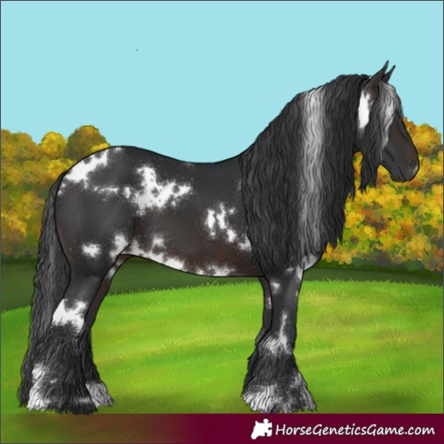 Horse Color:White Spotted Brown 