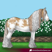 Horse Color:White Spotted Chocolate Palomino Dun Splash