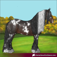 Horse Color:White Spotted Brown