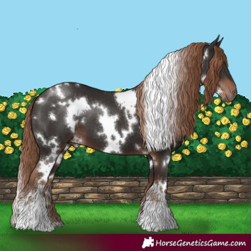 Horse Color:White Spotted Liver Chestnut