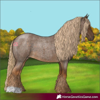 Horse Color:Chocolate Palomino Roan 