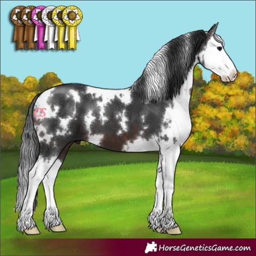Horse Color:White Spotted Brown Splash 