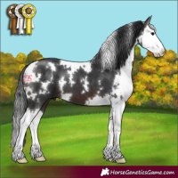 Horse Color:White Spotted Brown Splash 