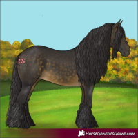 Horse Color:Buckskin 