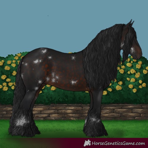 Horse Color:White Spotted Brown
