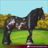 Horse Color:White Spotted Brown