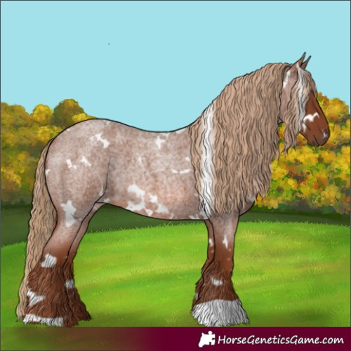 Horse Color:White Spotted Red Roan 