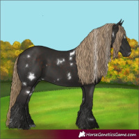 Horse Color:White Spotted Liver Chestnut 